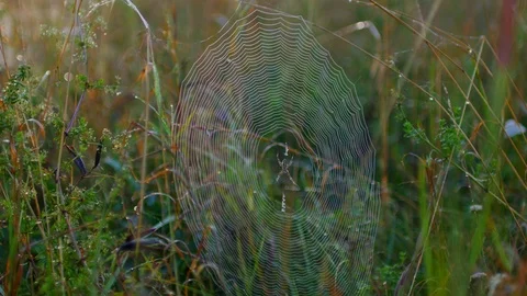 Spider in Cobweb Spider web in High grass 4K Stock Footage 80878770