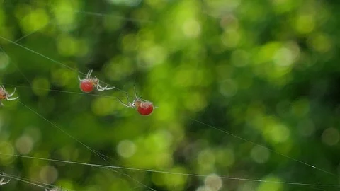 Spider on cobweb in tropical rain forest. Stock Footage 96128230