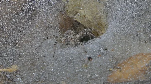 Spider on cobweb  in tropical rain forest Stock Footage 106124914