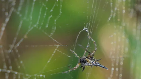 Spider on cobweb in tropical rain forest. Stock-Footage 146756199