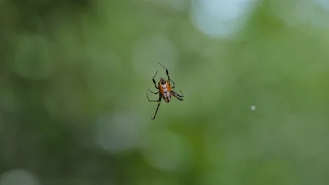 Spider on cobweb in tropical rain forest. Stock Footage 146756204