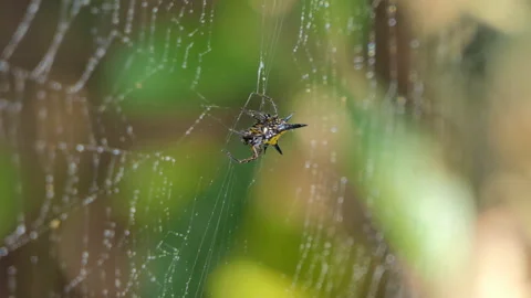 Spider on cobweb in tropical rain forest. Video stock 146902087