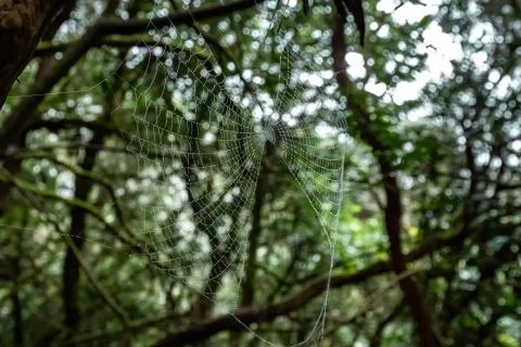 Spider cobweb with water droplets in a forest Stock Photos
