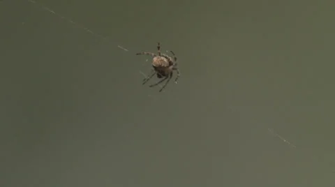 Spider, cobweb, wind Video stock 37268371