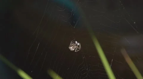 SPIDER WITH COCOON 60p Stockbeeldmateriaal 61890311