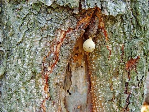 Spider cocoon on tree bark Stock Photos