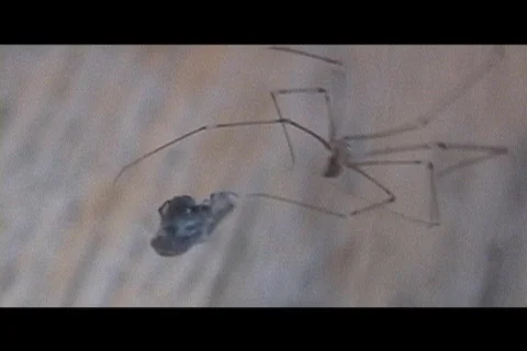 Spider cocoons fly Stock Footage 281879