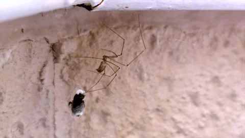 A spider cocoons a fly in it's web 動画素材 136261591