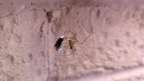 A spider cocoons a fly in it's web Stock Footage 136261661
