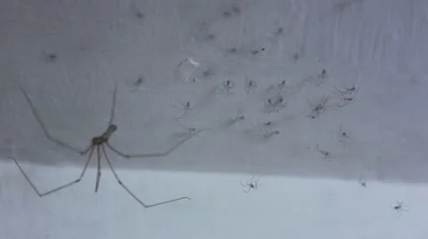 Spider colony Video stock 11801029