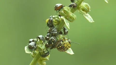 Spider Colony Stock Footage 331947326