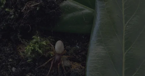 Spider comeout of nest Stock Footage 88400341