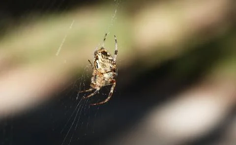 Spider Common cross sits on a web living in the Ukrainian forests Stock Photos