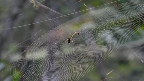 Spider Completing Its Web on Branch – Animated Macro Video Stock Footage 307876137