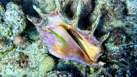 Spider Conch Lambis Seashell on Coral Reef Seabed at Jackson Reef Red Sea Sharm Stock Footage 346584687