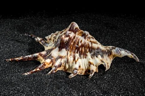 Spider conch shell on a black sand background Stock Photos