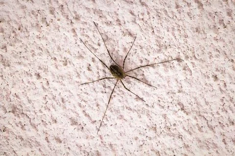 Spider on a concrete wall Stock Photos