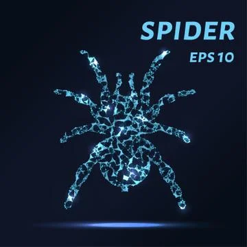 The spider consists of points, lines and triangles. The polygon shape in th.. Stock Illustration