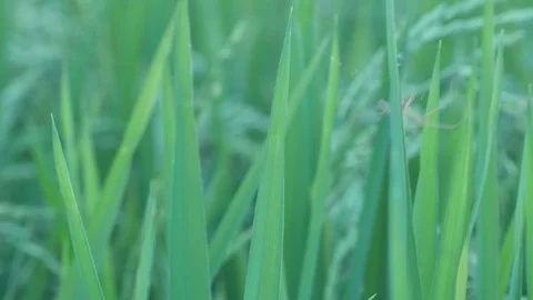 Spider construct web Stock Footage 106405066