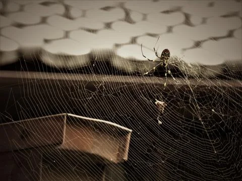 Spider constructing web in abstract light creating pattern Stock Photos