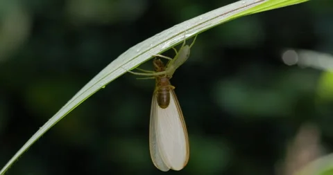 Spider consuming termite under a leaf blade Stock Footage 339201249
