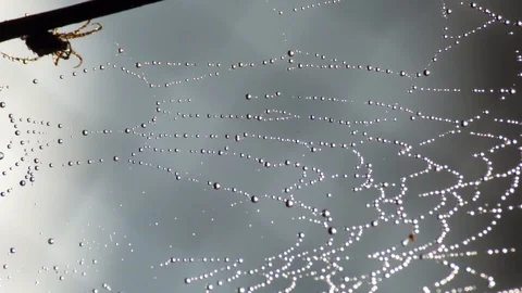 A spider in the corner of the frame next to its spider web with dew drops Stock Footage 118614793
