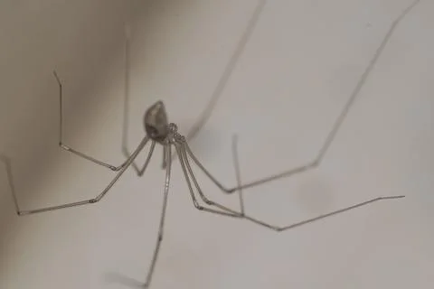Spider in a corner of the house Stock Photos
