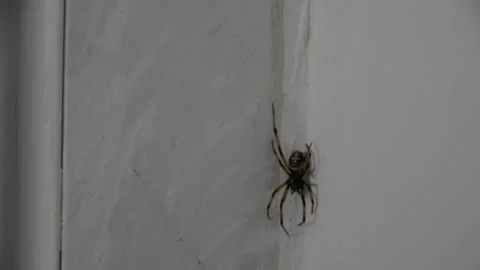 Spider in the corner of white wall. Low light selective focus Vídeos de archivo 232945907