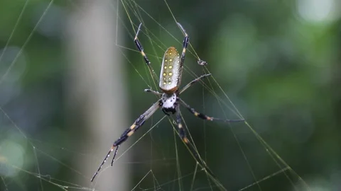 Spider in Costa Rica Jungle Stock Footage