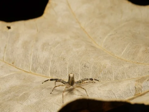 Spider courtship display of the Aussie Bronze Jumper spider Stock Footage 74816874