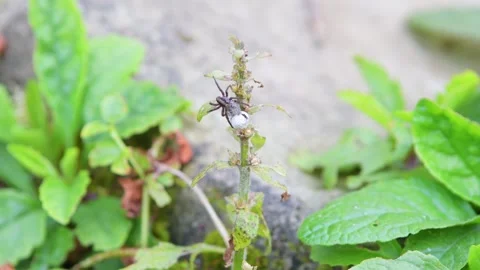 A spider covered with young spiders and an empty egg Stock Footage 277034147