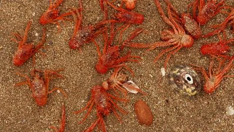 Spider crab on a beach Stock Photos