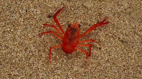 Spider crab on a beach Stock Photos