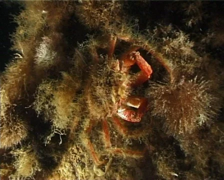 Spider Crab (C035a) 動画素材 100679