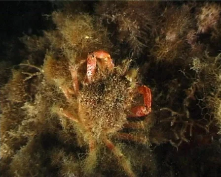Spider Crab (C035b) 動画素材 100681