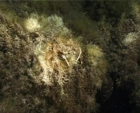 Spider Crab (C036) 動画素材 100686