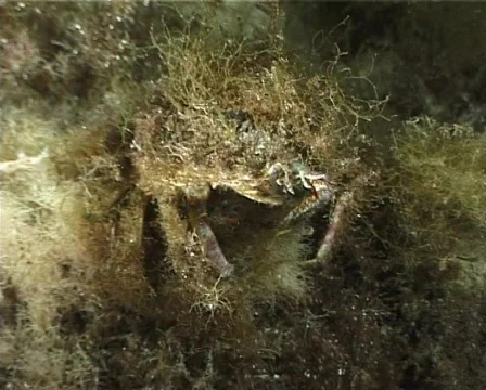 Spider Crab (C037) 動画素材 100688