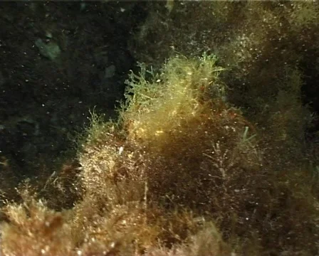 Spider Crab (C038) 動画素材 100689