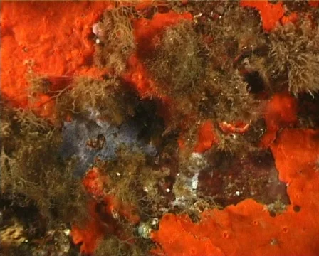 Spider Crab (C039a) 動画素材 100696