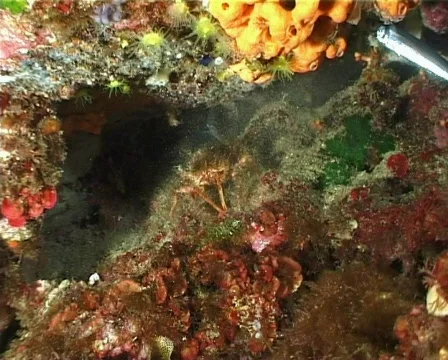 Spider Crab (C040) 動画素材 100702