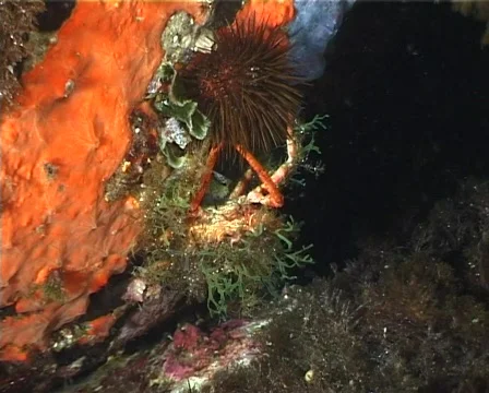Spider Crab (C041) 動画素材 100707