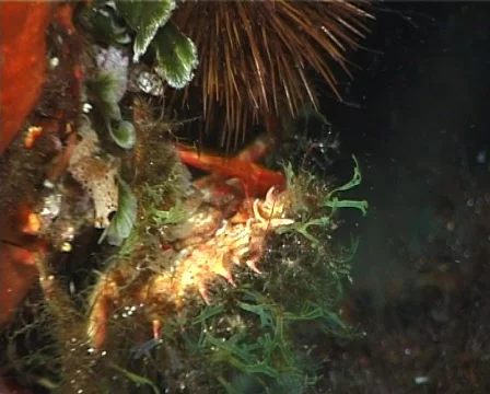 Spider Crab (C042) 動画素材 100708