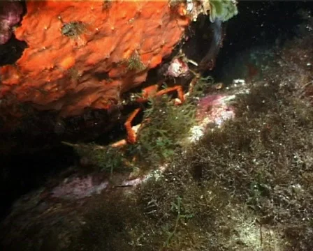 Spider Crab (C043) 動画素材 100734