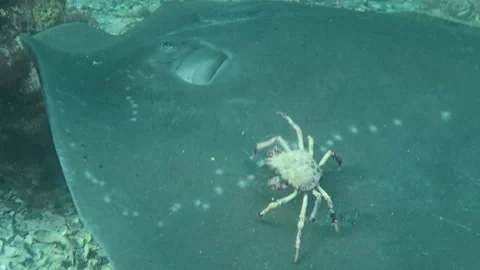 Spider crab dancing on Smooth ray Stock Footage 229838698