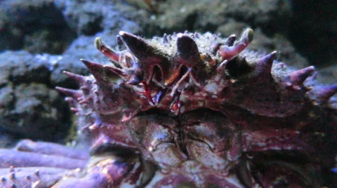 Spider crab detail Stock Footage 64806668