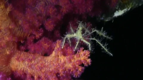 Spider crab. Stock Footage