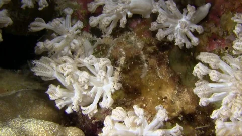 Spider crab . Video stock 78157428