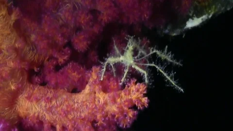 Spider crab . Video stock 78207753