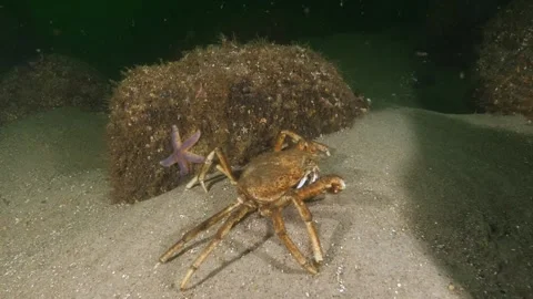 Spider crab Stock Footage 139880202