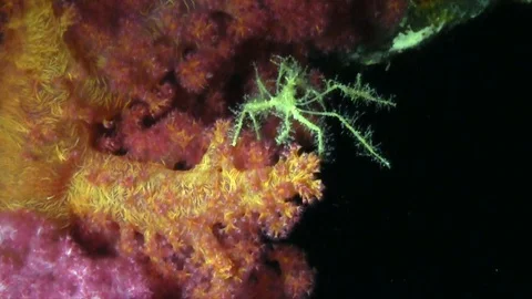Spider Crab (Macropodia rostrata) on the soft corals, Dendronepthya sp. Video stock 92942899
